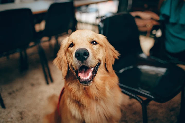 Golden retriever sitting at a cafe table